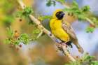 Southern masked weaver keeping a watchful eye on its nest, southern Africa Art Print